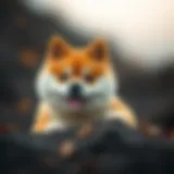 Emergence of Baby Doge Coin in the cryptocurrency market
